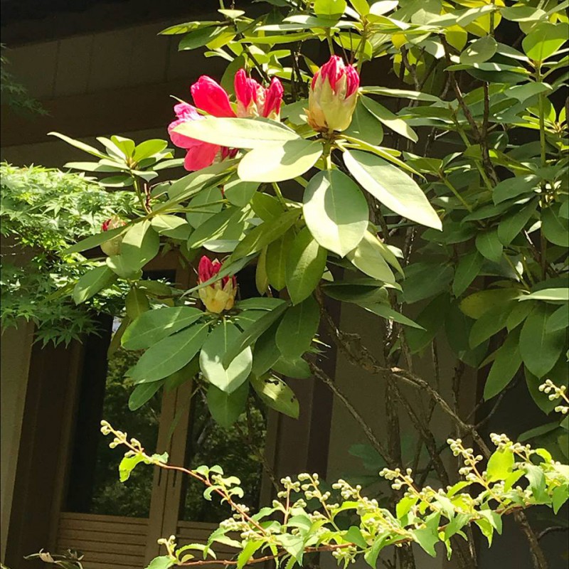 【庭園の石楠花】